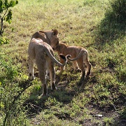 Lions, Maasai Mara National Reserve 139.jpg