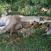 Lions, Maasai Mara National Reserve 140.jpg