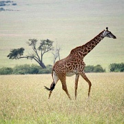 Maasai Giraffe, Maasai Mara 144.jpg