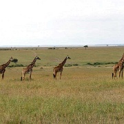 Maasai Giraffes, Maasai Mara 145.jpg