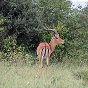 Male Impala, Maasai Mara 103.jpg