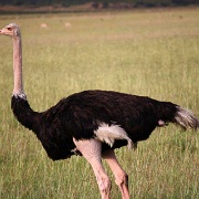 Ostrich, Maasai Mara National Reserve 119.jpg