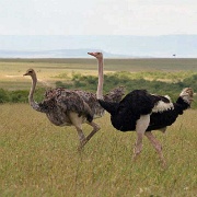 Ostriches, Maasai Mara 104.jpg