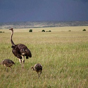Ostriches, Maasai Mara National Reserve 118.jpg
