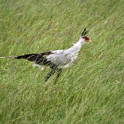 Secretary Bird, Maasai Mara 159.jpg