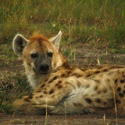 Spotted Hyena, Maasai Mara 121.jpg