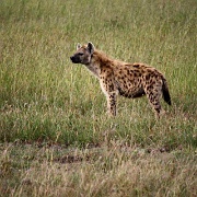 Spotted Hyena, Maasai Mara National Reserve 117.jpg