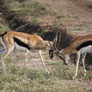 Thompson's Gazelle, Maasai Mara 115.jpg