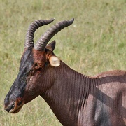 Topi, Maasai Mara National Reserve 110.jpg