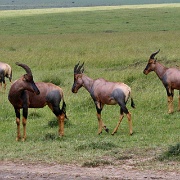 Topi, Maasai Mara National Reserve 147.jpg