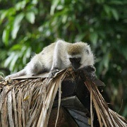 Vervet Monkey at Fig Tree Camp 106.jpg