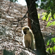 Vervet Monkey at Fig Tree Camp 107.jpg