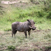 Warthog, Maasai Mara National Reserve 149.jpg