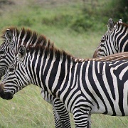 Zebras, Maasai Mara National Reserve 148.jpg