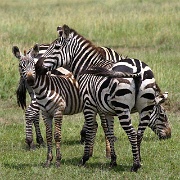 Zebras, Maasai Mara National Reserve 154.jpg