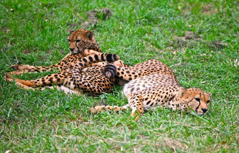 Cheetahs Nairobi National Park