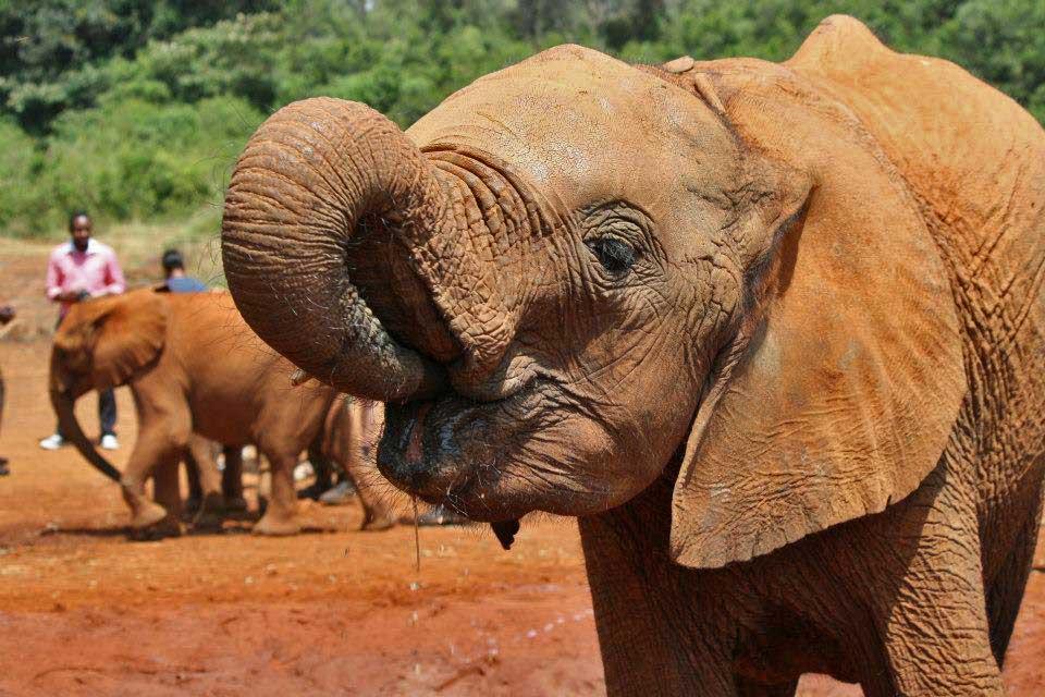 Sheldrick Elephant Orphanage 101