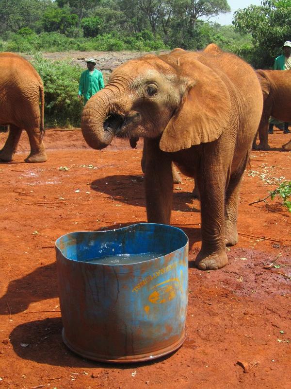 Sheldrick Elephant Orphanage 102