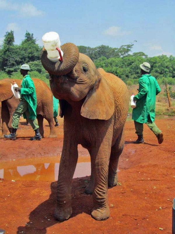 Sheldrick Elephant Orphanage 105