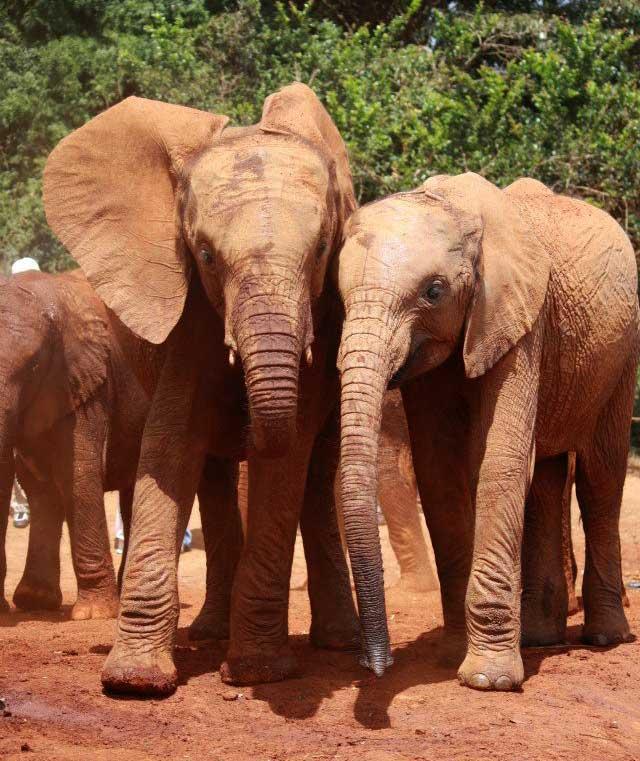 Sheldrick Elephant Orphanage 107