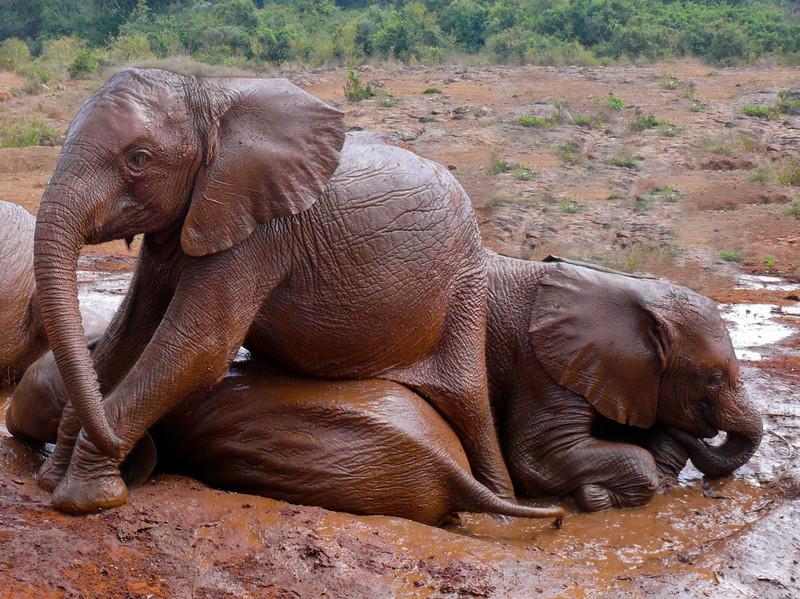 Sheldrick Elephant Orphanage 6285884