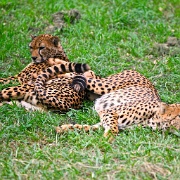 Cheetahs Nairobi National Park.jpg