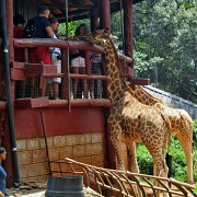Giraffe Centre Nairobi 110.jpg