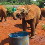 Sheldrick Elephant Orphanage 102.jpg