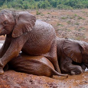 Sheldrick Elephant Orphanage 6285884.jpg