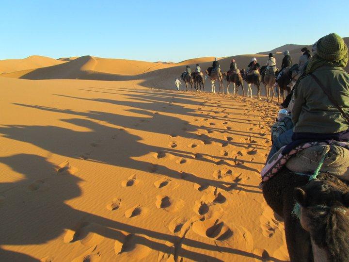 Sahara camel train, Morocco 244