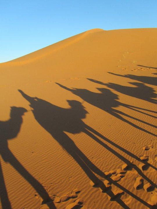 Sahara camel train, Morocco 249