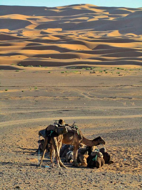 Sahara, Morocco 214