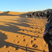 Sahara camel train, Morocco 244.jpg