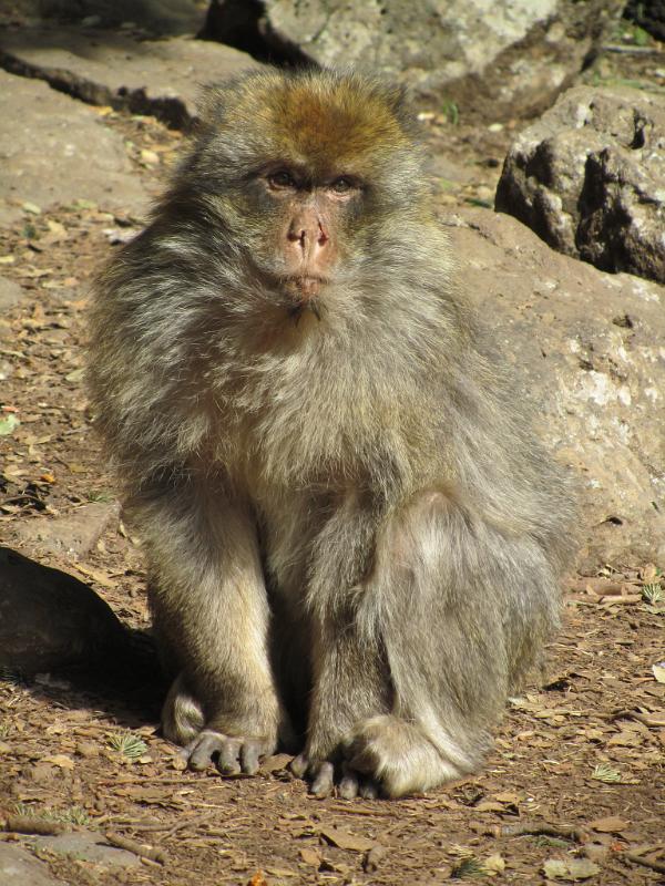 Barbary Ape, Midelt, Morocco 179