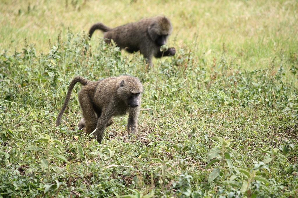 Baboons, Arusha National Park 120
