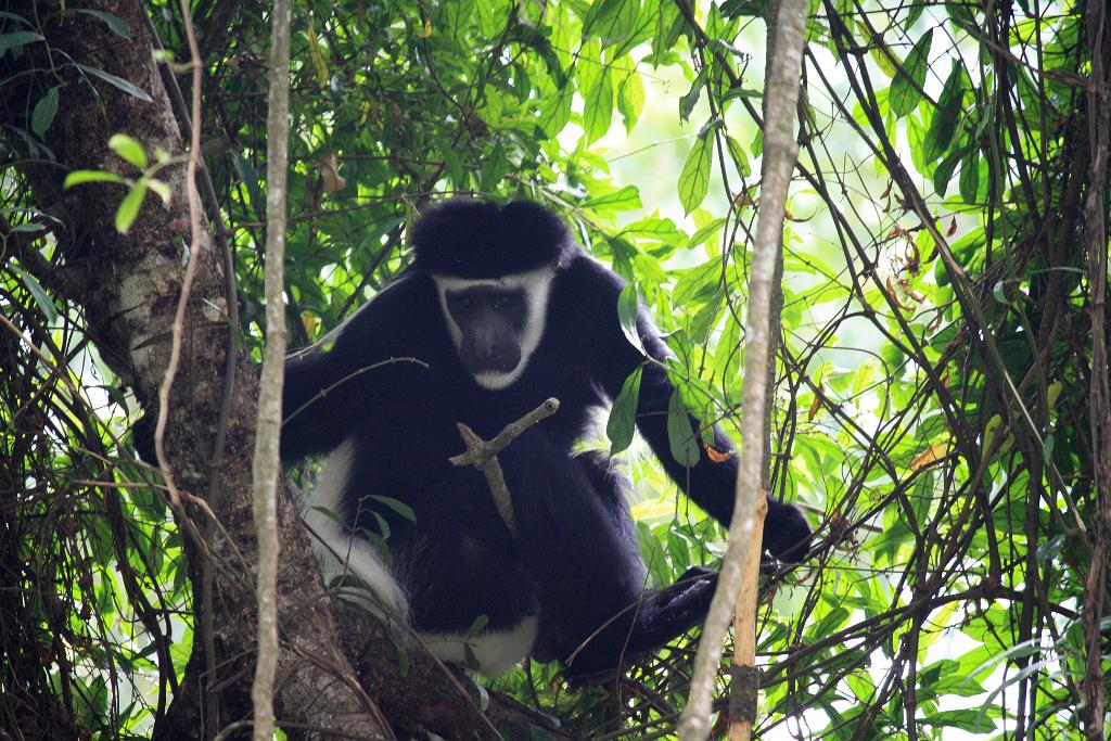 Colobus monkey, Arusha National Park 190