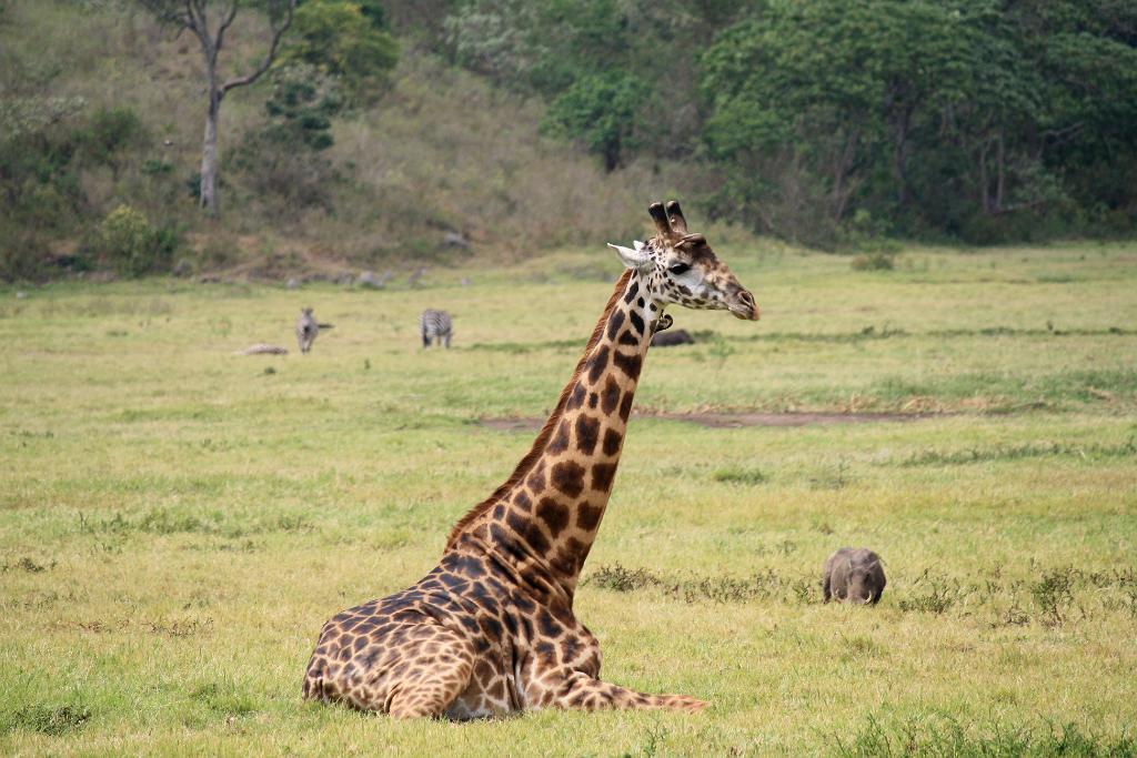 Giraffe, Arusha National Park 125