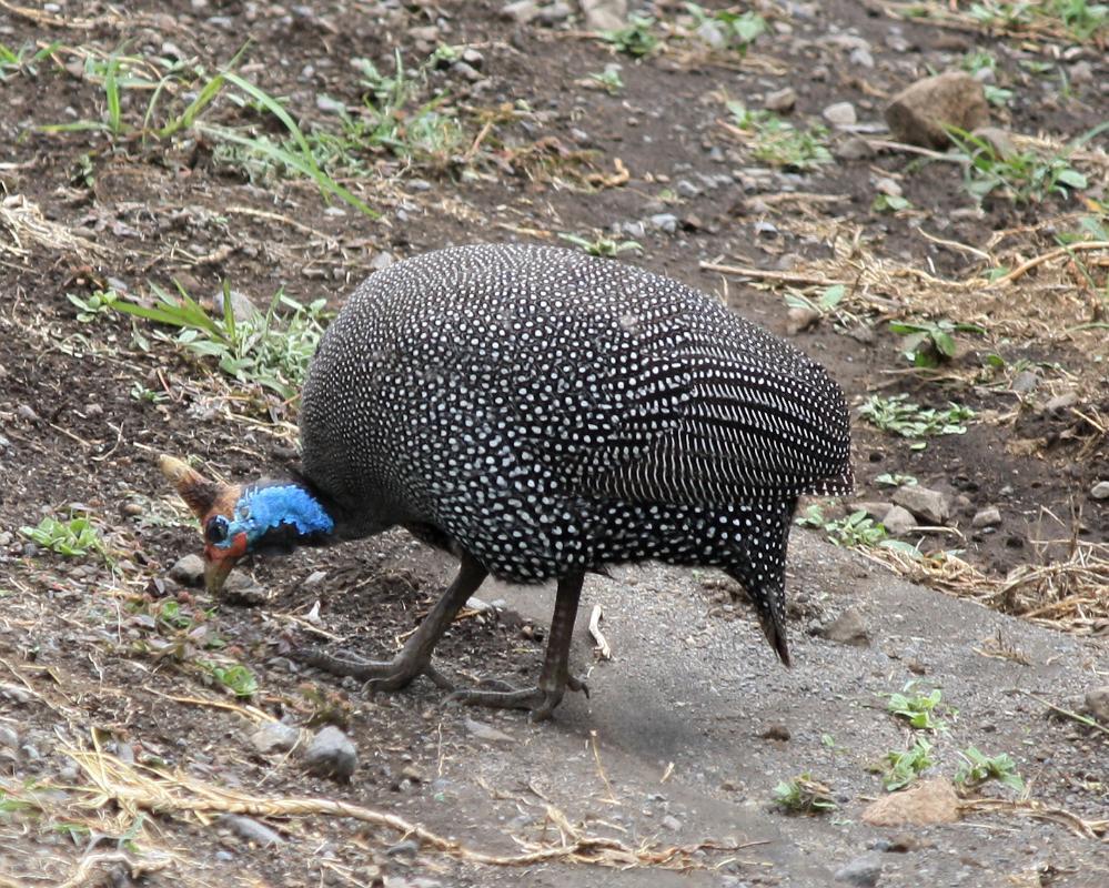 Guinea fowl, Arusha National Park 255