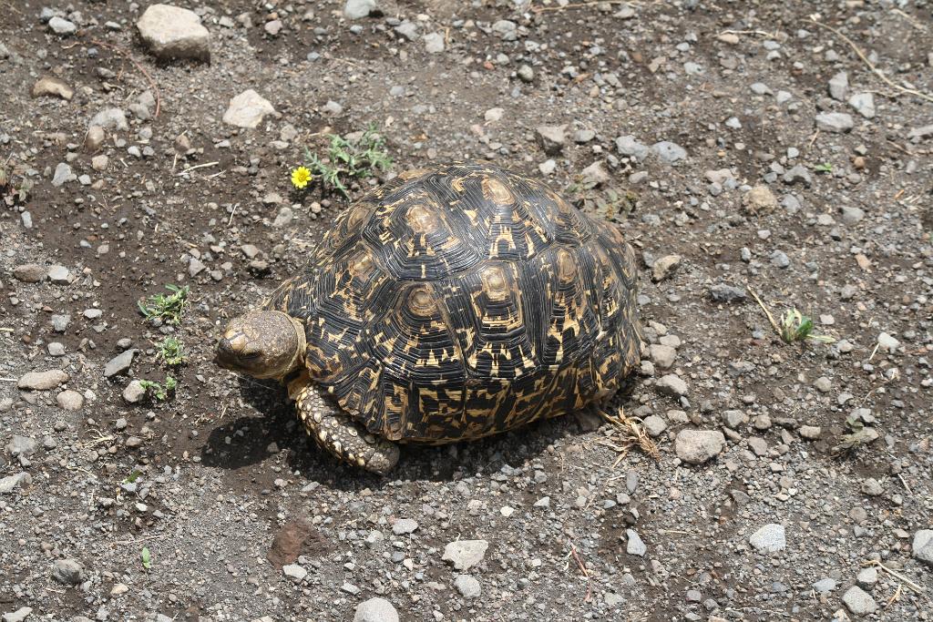 Leopard turtle, Arusha National Park 200