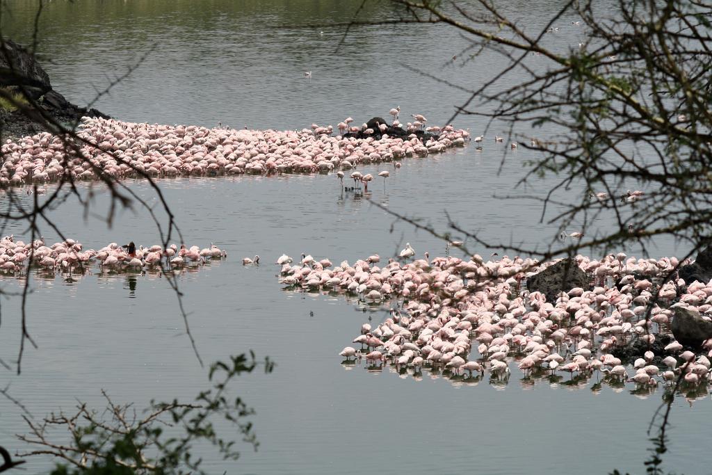Lesser flamingos, Arusha National Park 170