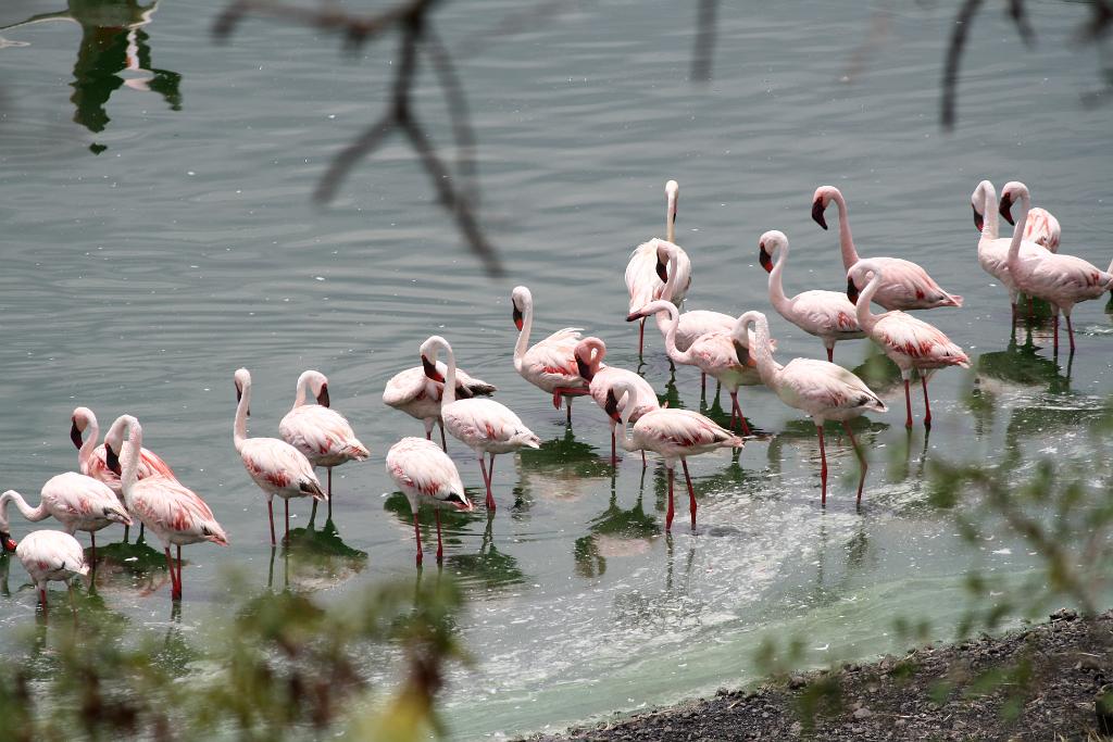 Lesser flamingos, Arusha National Park 175