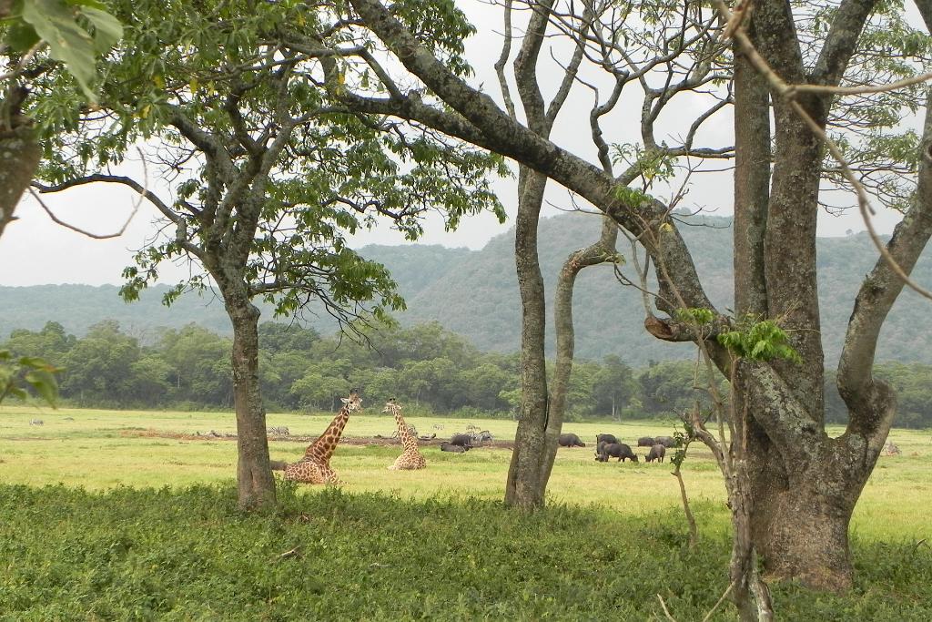 Little Serengeti, Arusha National Park 135