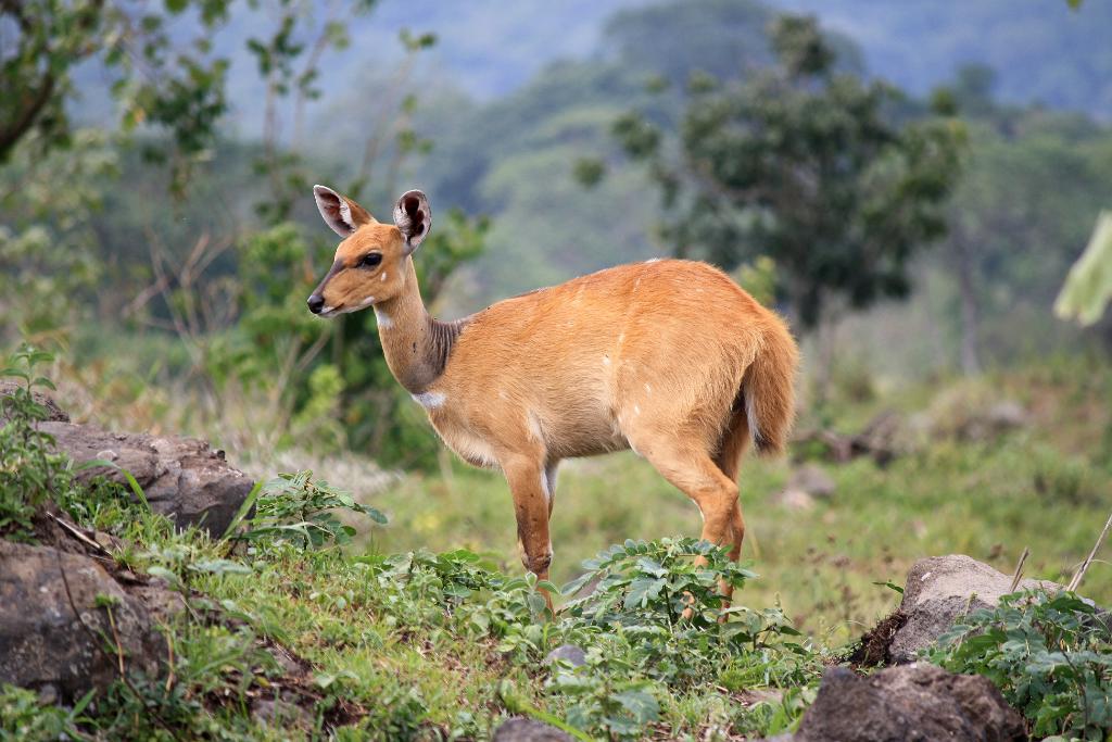 Reed buck, Arusha National Park 232
