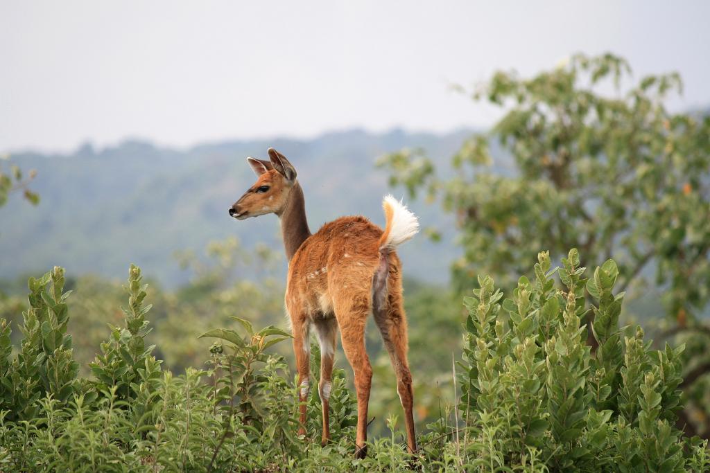 Reed buck, Arusha National Park 234