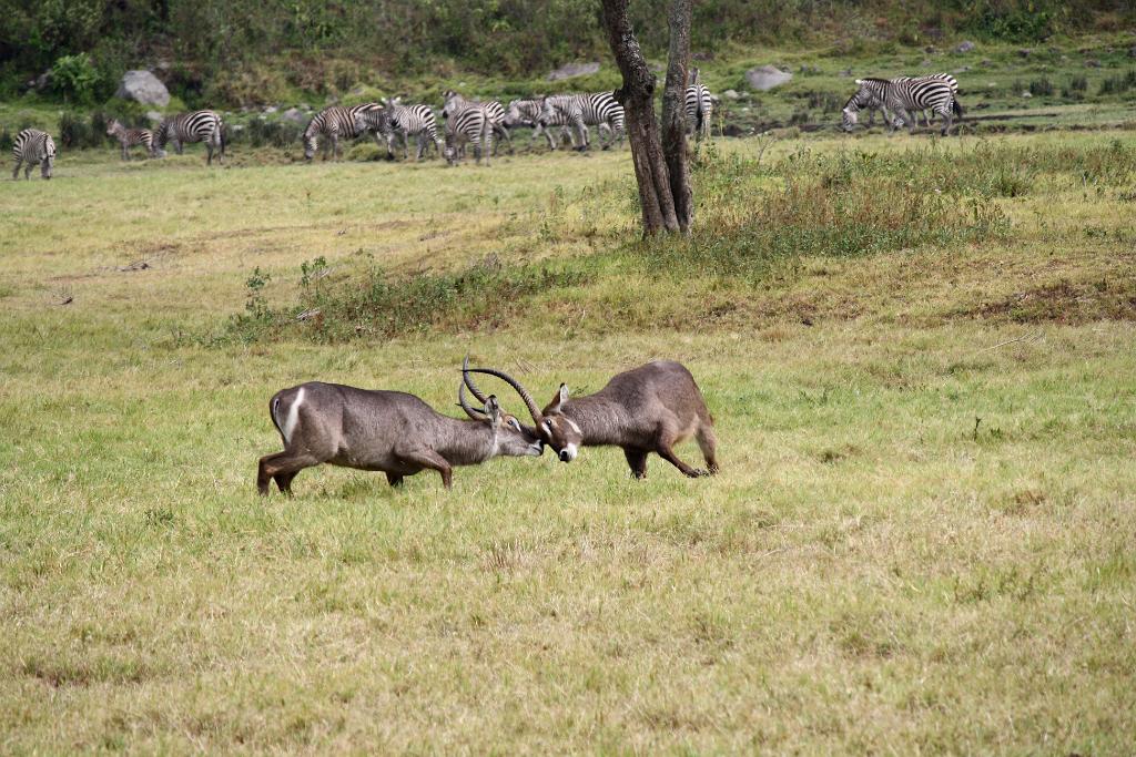Waterbuck Arusha National Park 109
