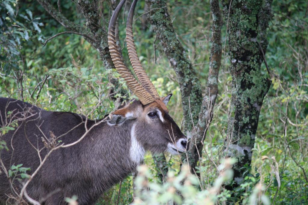 Waterbuck, Arusha National Park 220