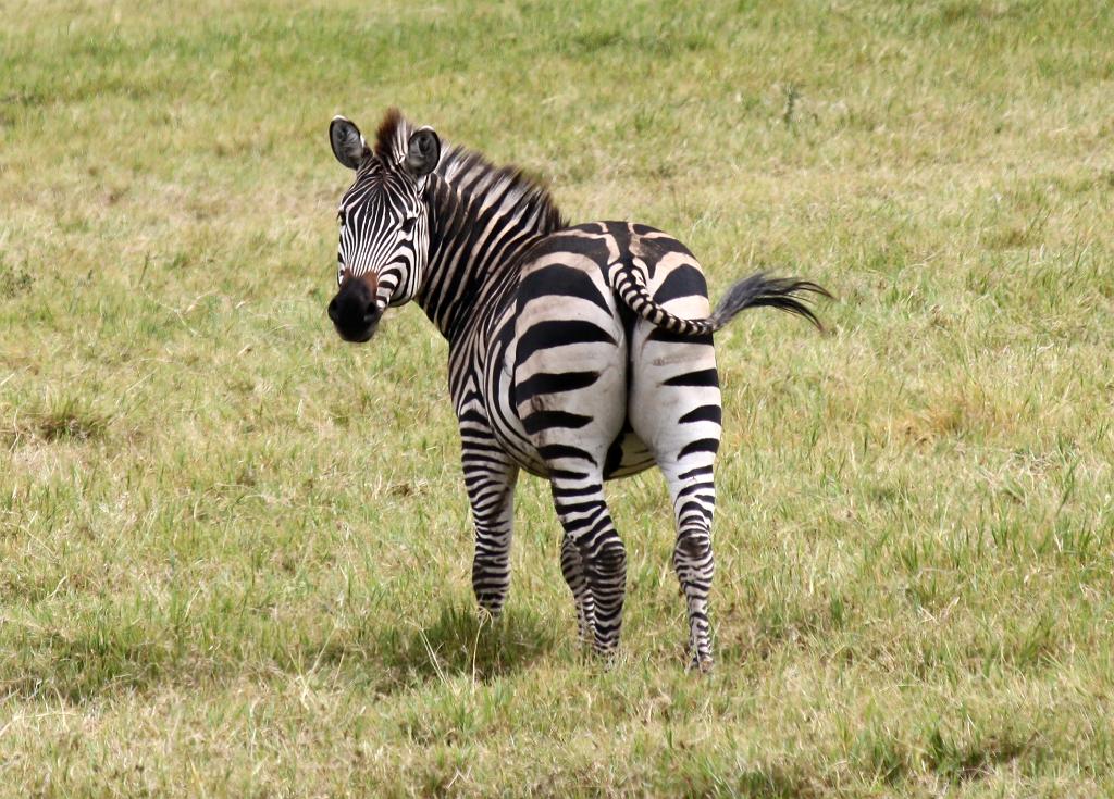 Zebra Arusha National Park 100