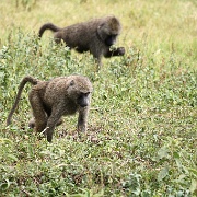 Baboons, Arusha National Park 120.JPG