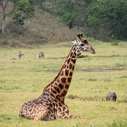 Giraffe, Arusha National Park 125.JPG