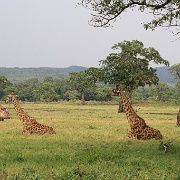 Giraffe, Arusha National Park 140.JPG
